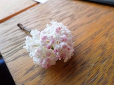 Winterblühender duft schneeba gebraucht kaufen Winterblühender duft schneeba gebraucht kaufen  Rinteln