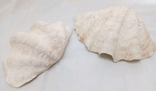 Genuine giant clam for sale  Schroon Lake