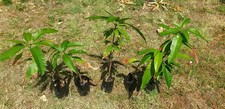 Alberi piante mango usato  Messina