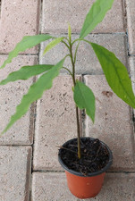 Hass avocado live for sale  USA