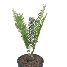 Dioon edule rio usato  Napoli
