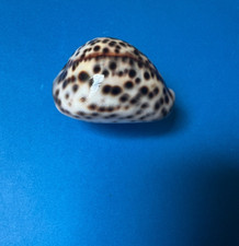 Cypraea tigris dwarf for sale  Lewes