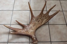 Dekoratives schweden elchgewei gebraucht kaufen  Schotten