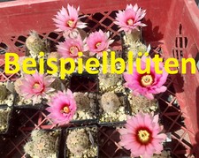 Stück echinocereus fitchii gebraucht kaufen  Mönchengladbach