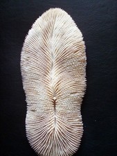 Dried marine mushroom for sale  CHORLEY