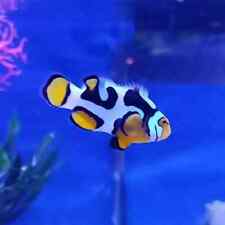 Wysiwyg clown fish for sale  BASINGSTOKE