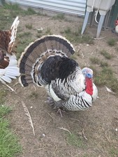 Narragansett heritage turkey for sale  Livingston