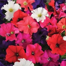 Petunia x18 frenzy for sale Petunia x18 frenzy for sale  BRISTOL