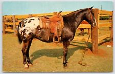 Postcard saddled grand for sale  Kansas City