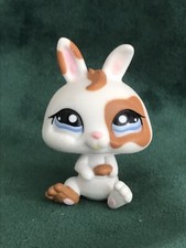 Petshop dwarf rabbit d'occasion  Expédié en Belgium