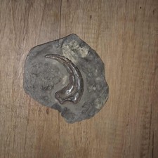 Raptorkralle dinosaurier verst gebraucht kaufen  Bremerhaven