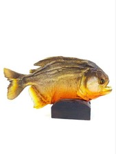 Piranha naturalisé socle d'occasion  Craponne-sur-Arzon