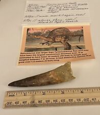 Spinosaurus tooth dinosaur for sale  Wake Forest