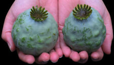 Mak z włosia 'The Giant' Poppy - 25+ nasion - Nasiona - Ziarna Z 097 na sprzedaż  Wysyłka do Poland