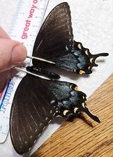 Papilio glaucus black for sale  Depauw