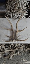 Brown elk antlers for sale  Montrose