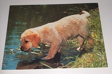 Labrador retriever hunde gebraucht kaufen  Haßmersheim