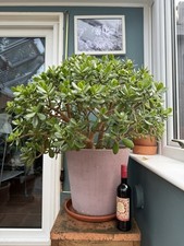 Large jade plant for sale  LONDON