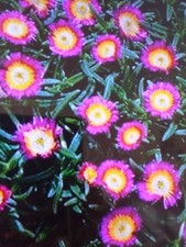 ice plant for sale ice plant for sale SOUTHAMPTON