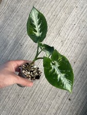 Syngonium scrambled eggs for sale  San Francisco