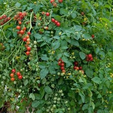 Tomato micro cherry for sale  UK