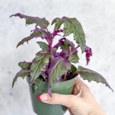 Purple passion gynura for sale  Boca Raton