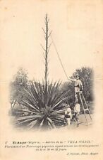 Algérie ançor jardin d'occasion  France