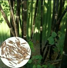 12 sementes Phyllostachys nigra bambu preto sementes frescas de plantas de jardim, usado comprar usado  Enviando para Brazil