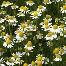 Organic 250 john for sale  BASILDON