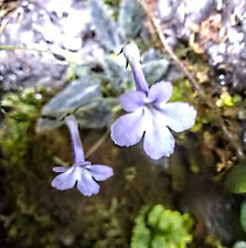 Sinningia musicola miniature for sale  Woodland Hills