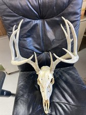 Nice wild whitetail for sale  Ellis