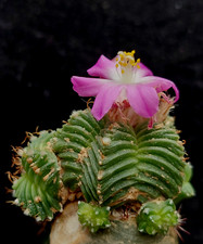 Aztekium ritteri ssp. usato  Spedire a Italy