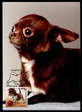 Junge hunde chihuahua gebraucht kaufen  Düsseldorf