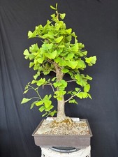 Ginkgo bonsai prebonsai gebraucht kaufen  Wettstetten