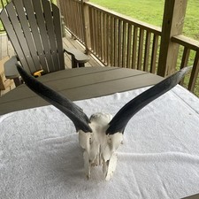 Juvenile african kudu for sale  Osceola