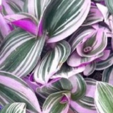 Tradescantia nanouk wandering for sale  ABINGDON