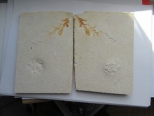 fossilien fisch gebraucht kaufen fossilien fisch gebraucht kaufen Biebertal