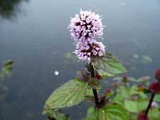 Stems water mint for sale  LOUTH