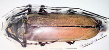 Cerambycidae callipogon undet. for sale  Shipping to United States