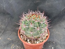 Denmoza rodacantha cactus usato  Massafra
