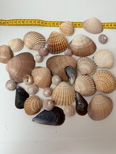 Hand voller muscheln gebraucht kaufen  Germering