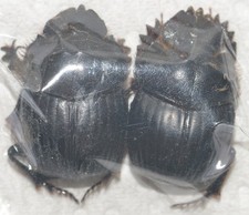 Entomologie coléoptères scar d'occasion  Marcq-en-Barœul