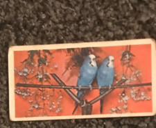 Budgerigars anonymous trade for sale  SITTINGBOURNE