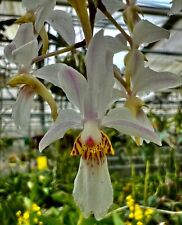 Renanthera holcoglossum hybrid gebraucht kaufen  Augsburg