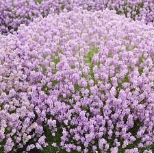 scented shrubs for sale scented shrubs for sale LONDON