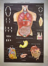 Corpo umano tav. usato Corpo umano tav. usato  Torino