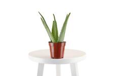 Aloe vera grow for sale  Fairfield