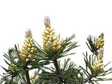 Waldkiefer pinus sylvestris gebraucht kaufen  Kallmünz