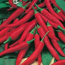 Chilli cayenne seeds for sale  UK