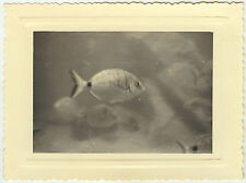 Antique photo curiosity d'occasion  Expédié en Belgium